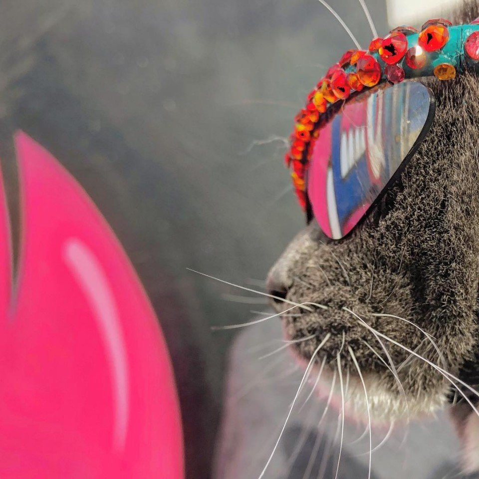 Кошка, которая вынуждена носить очки из-за болезни, стала иконой стиля - 8