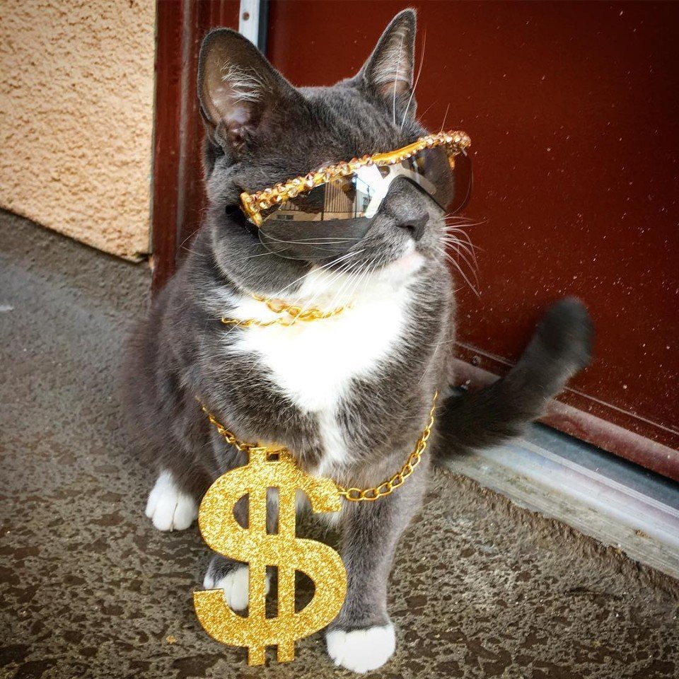 Кошка, которая вынуждена носить очки из-за болезни, стала иконой стиля - 5