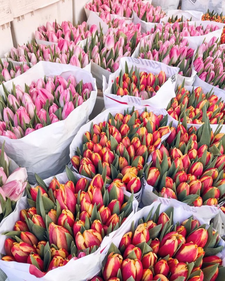 Яркие Нидерланды - 5