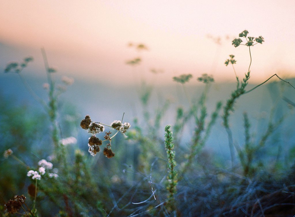 The smell of summer - 5