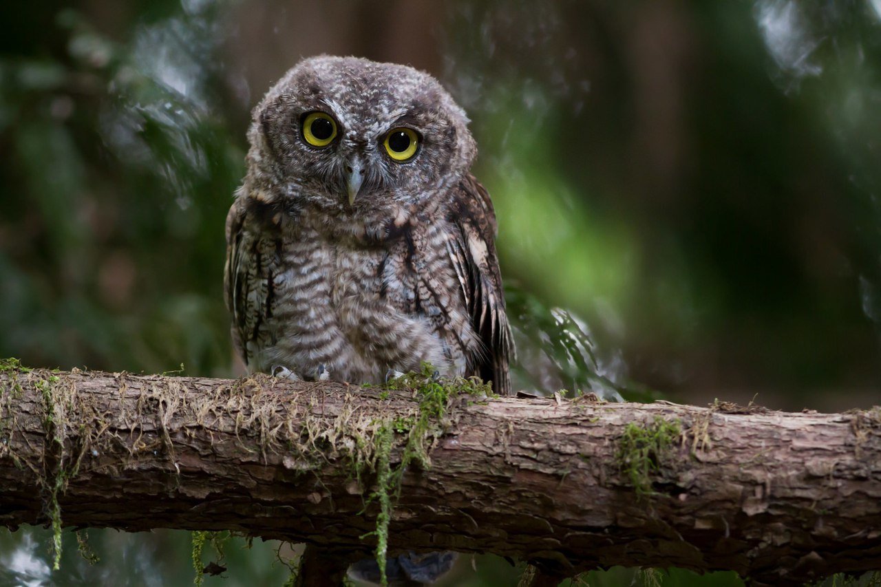 Лесные стражи - 5