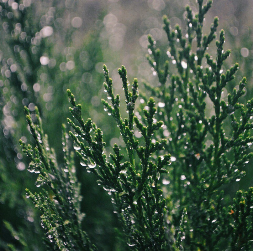 Запах після дощу чудовий ... - 5