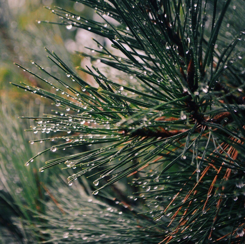 The smell after the rain is great ...