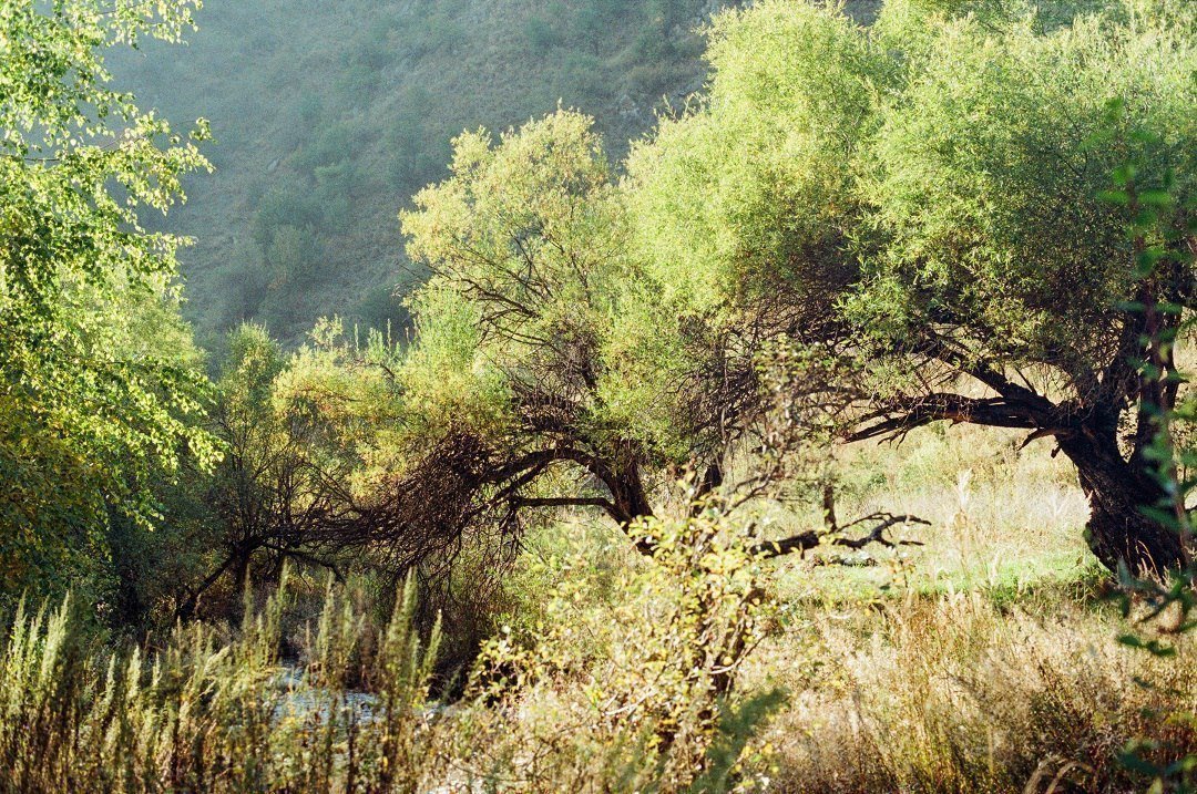 Кажется, что это изумрудное озеро и горы находятся в Канаде, но это - Казахстан! - 8