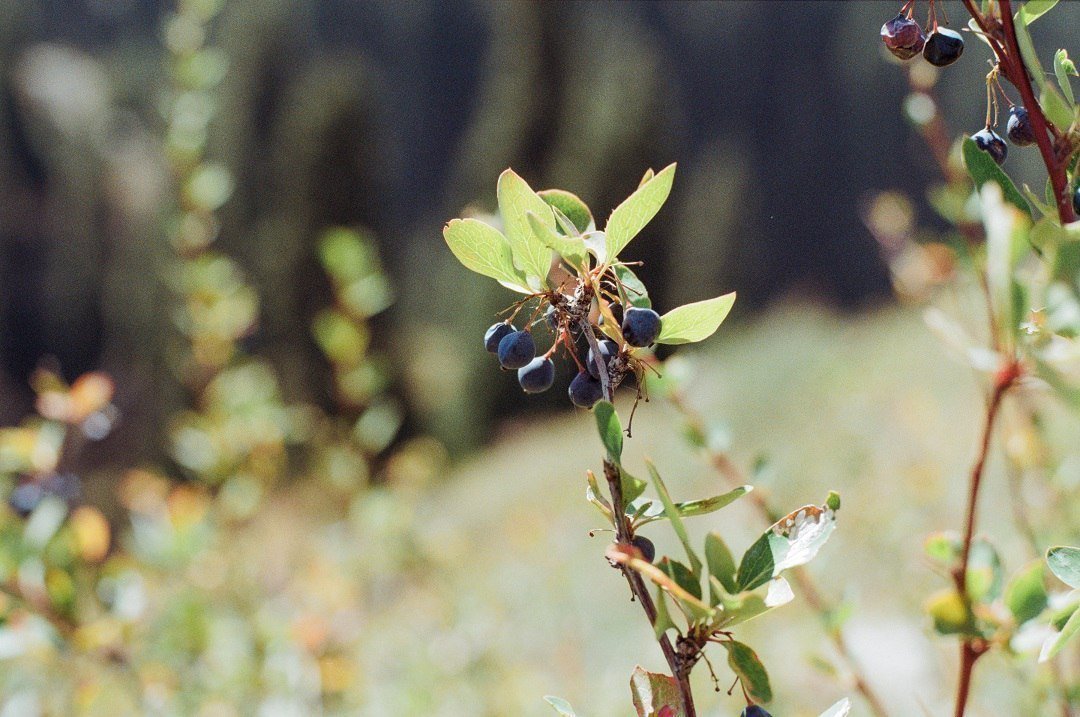 Кажется, что это изумрудное озеро и горы находятся в Канаде, но это - Казахстан! - 5