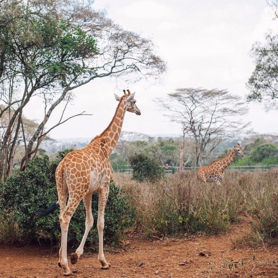 Неповторимая природа Африки - 6