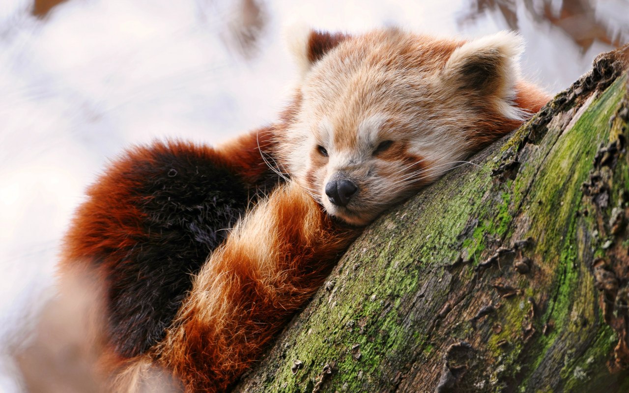 Charming spectacle. Photographing sleeping animals - 9