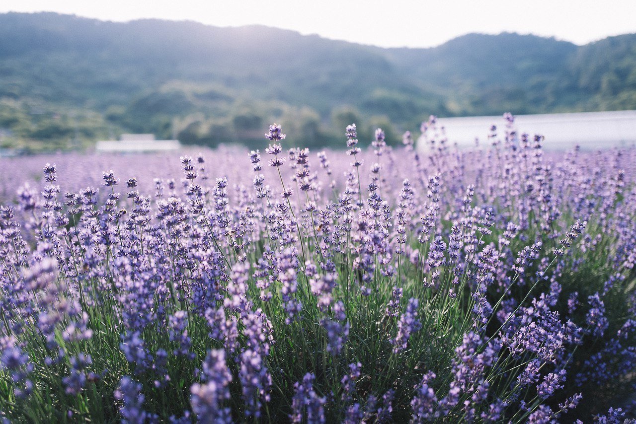 Лавандовое поле, Франция - 8