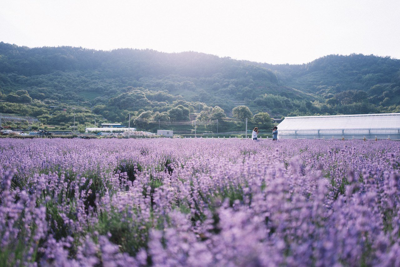 Лавандовое поле, Франция - 7