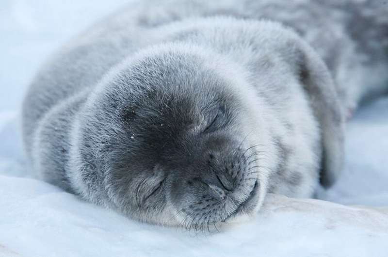 Charming spectacle. Photographing sleeping animals - 6