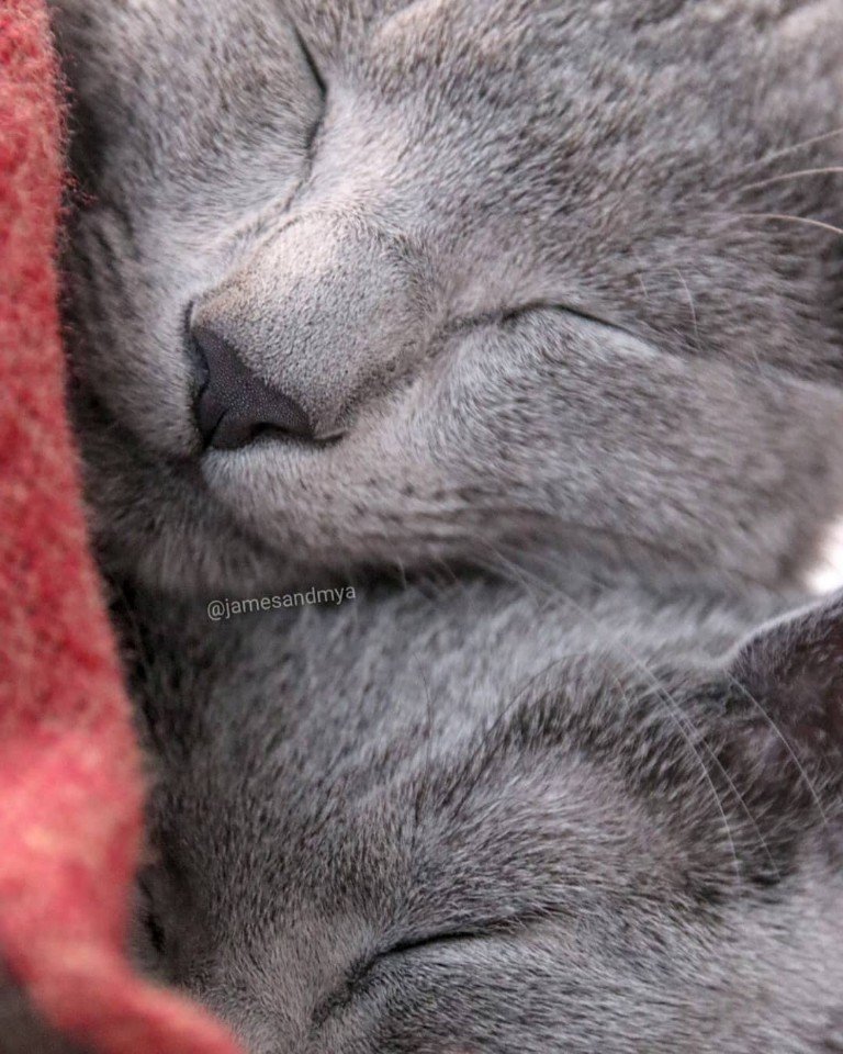 Пора создать закон, по которому нельзя быть такой лапочкой