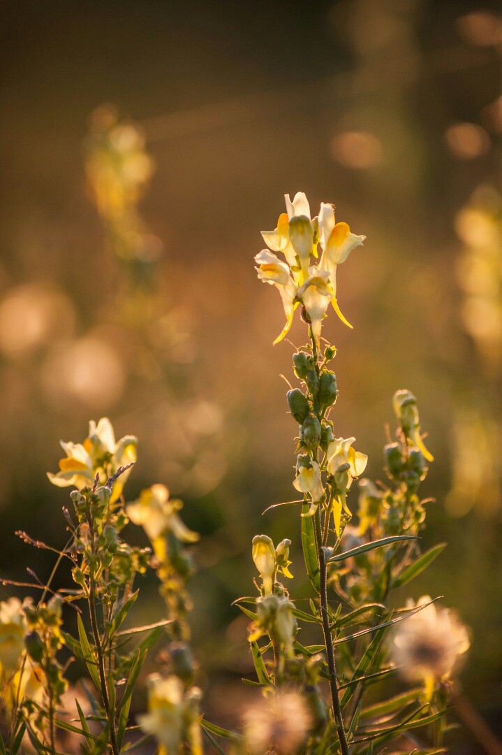 А - август. В лучах закатного солнца.Еще пару дней назад... - 5