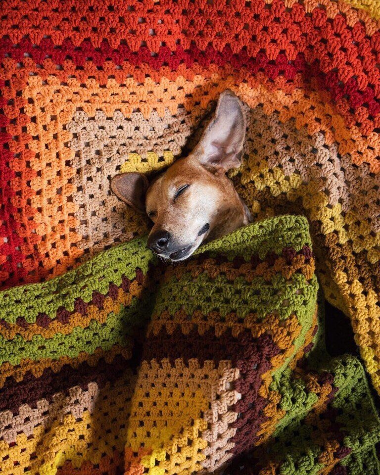 Пес Мэдди - самый счастливый собакен в мире, потому что путешествует вместе с хозяином по миру - 5