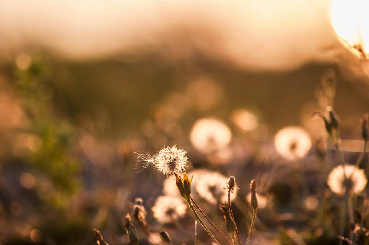 А - август. В лучах закатного солнца.Еще пару дней назад... - 7