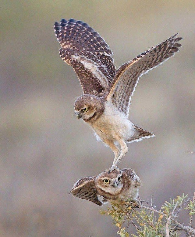 Пернатые красавицы - 6