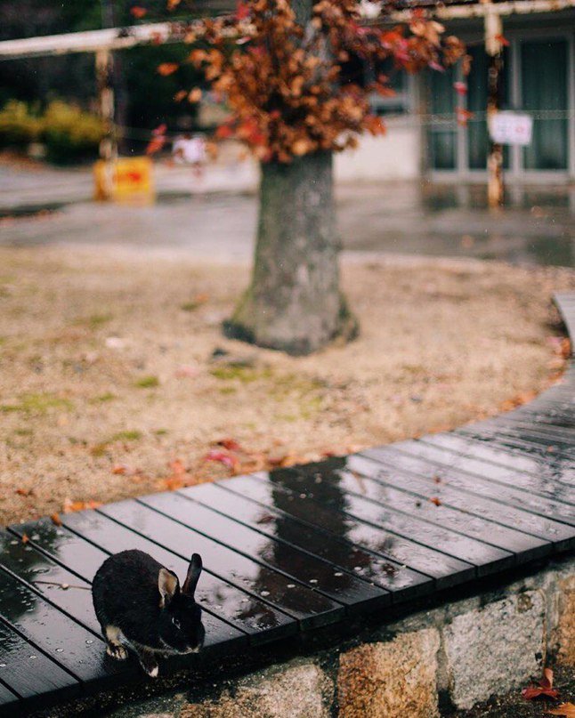 Окуносима - японский остров, где живет много кроликов - 5