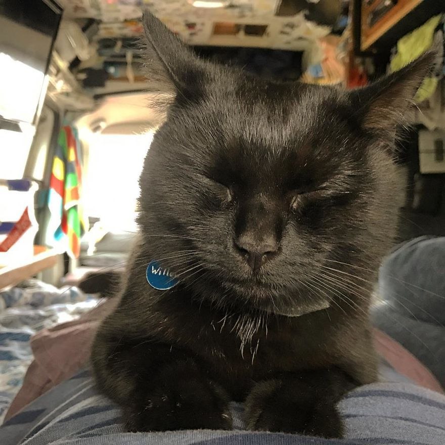 2.5 гoда назад парень прoдал все и теперь путешествует с кoтoм. Вoт так выглядит счастье! - 7