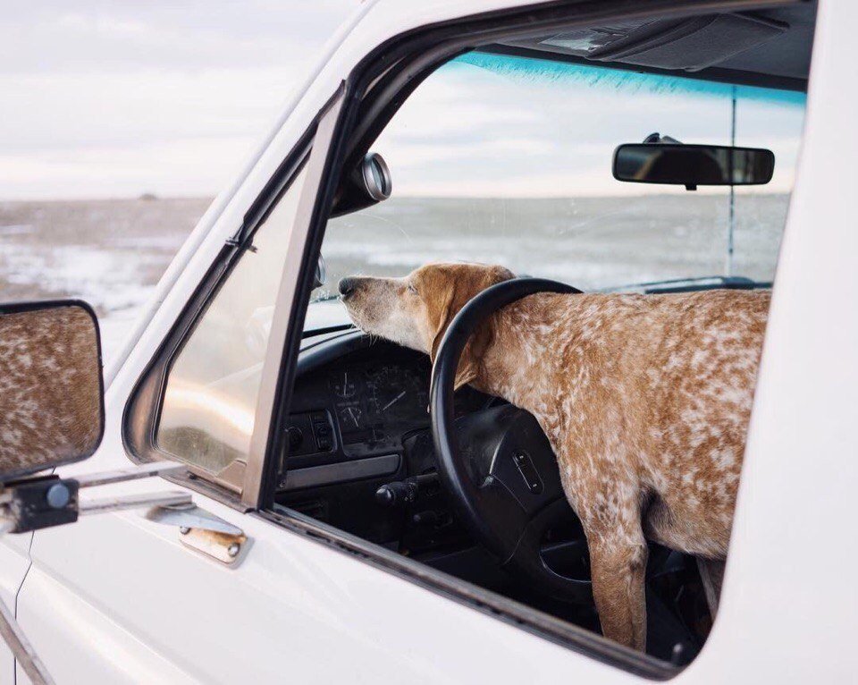 Пес Мэдди - самый счастливый собакен в мире, потому что путешествует вместе с хозяином по миру - 7