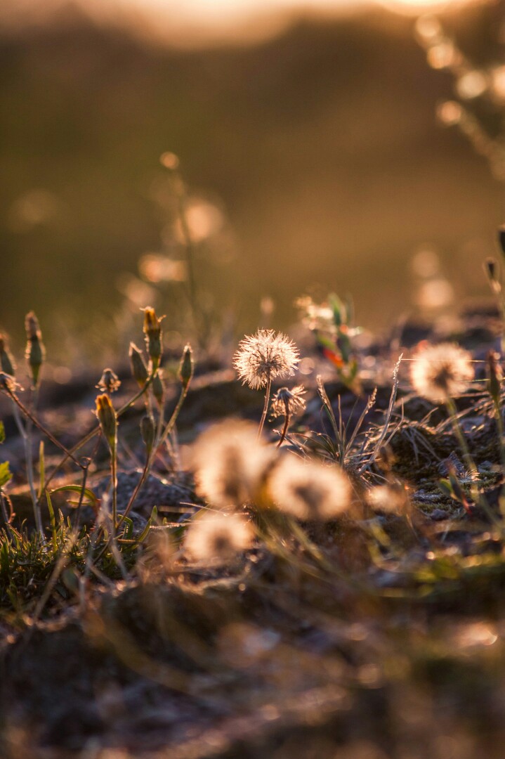 А - август. В лучах закатного солнца.Еще пару дней назад... - 8