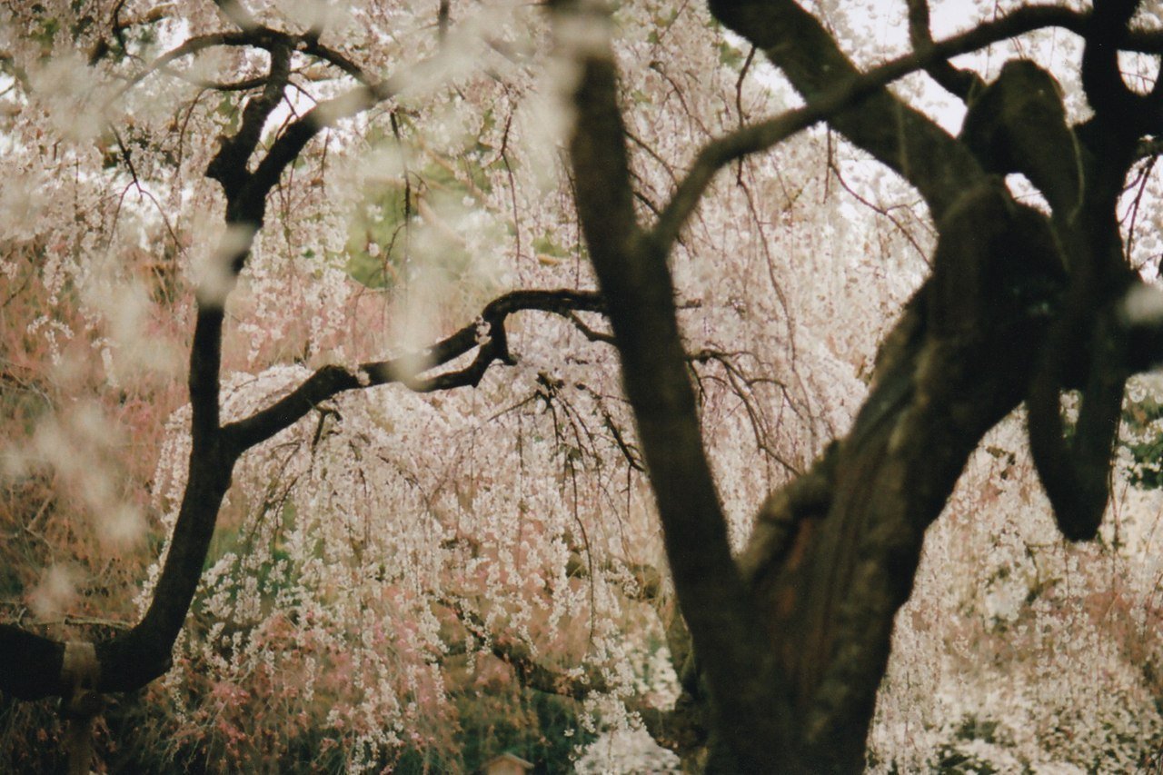 Цветущая сакура, Токио