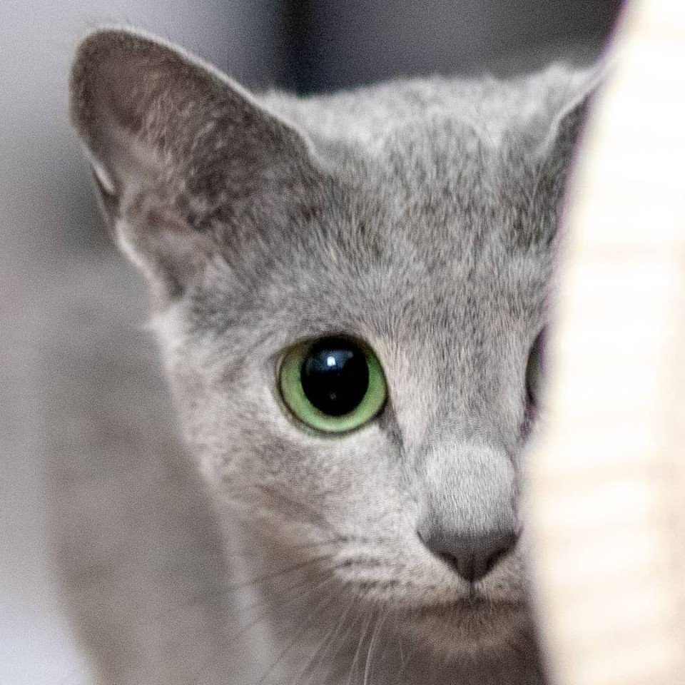 Пора создать закон, по которому нельзя быть такой лапочкой - 8