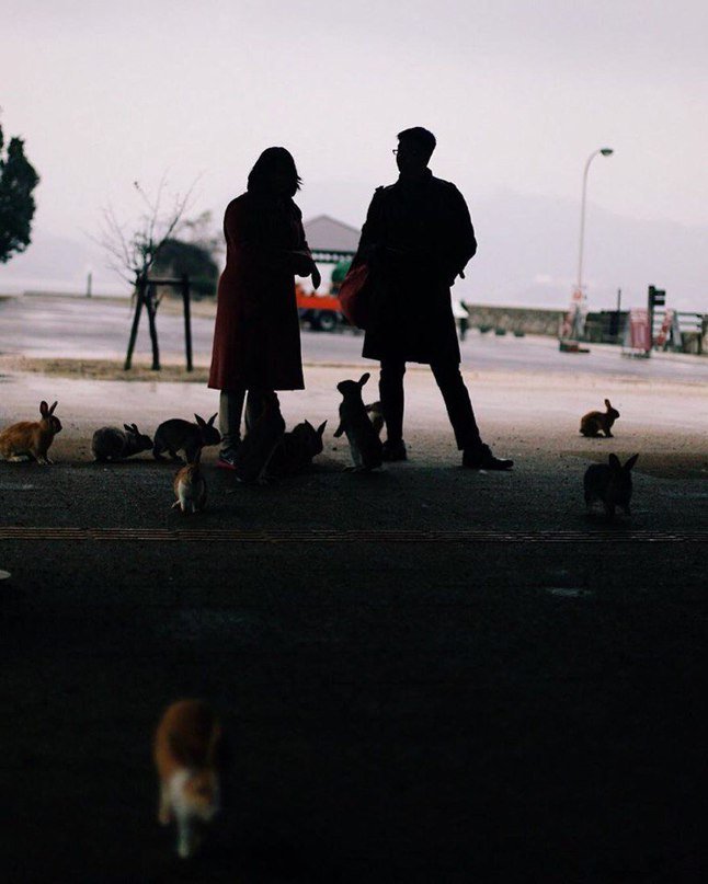 Окуносима - японский остров, где живет много кроликов - 8