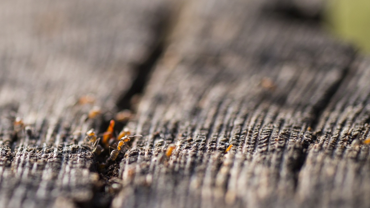 Потому мы радуемся, попадая в природу, что тут мы приходим в себя... Photograph Jordan Gardner ( Australia ) - 5