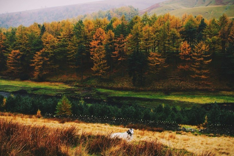 Запах осени неповторим... - 7