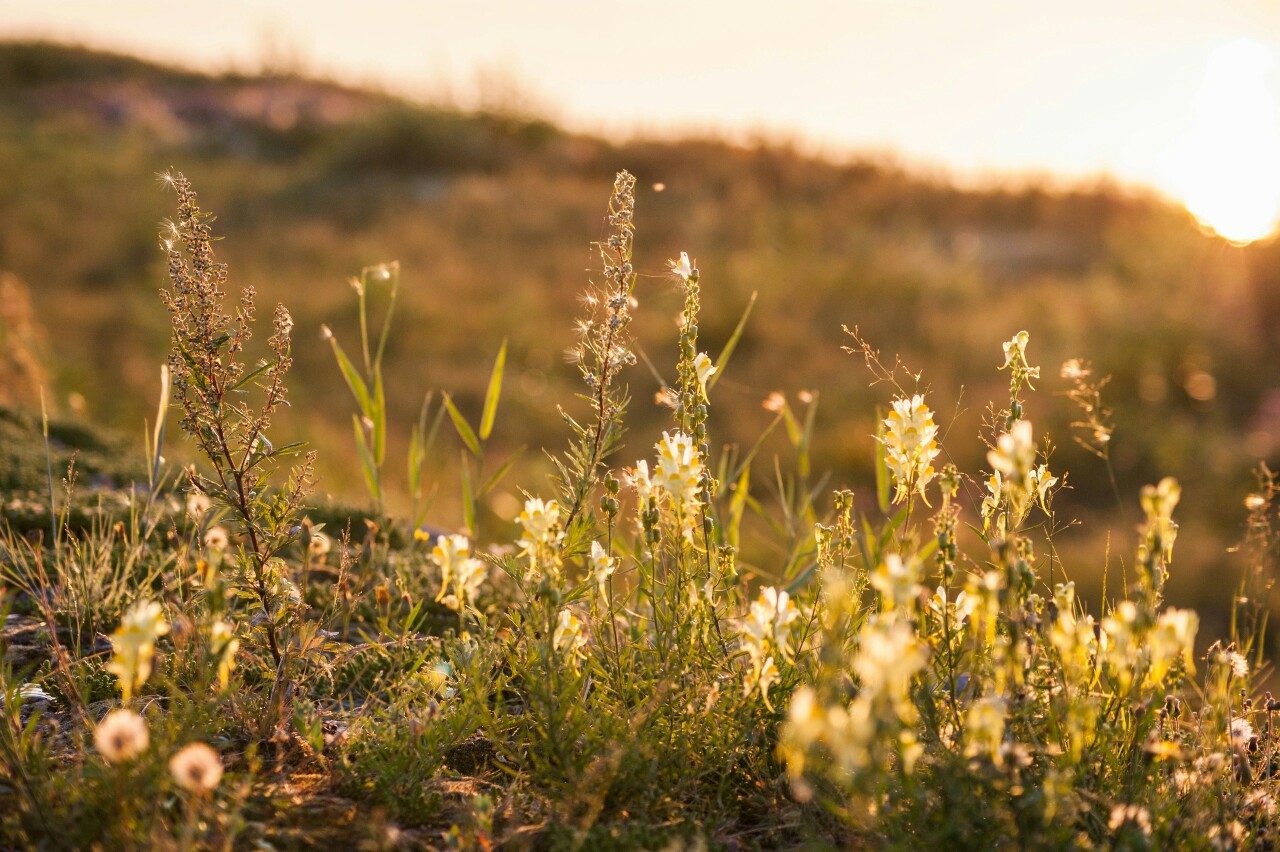 А - август. В лучах закатного солнца.Еще пару дней назад... - 6