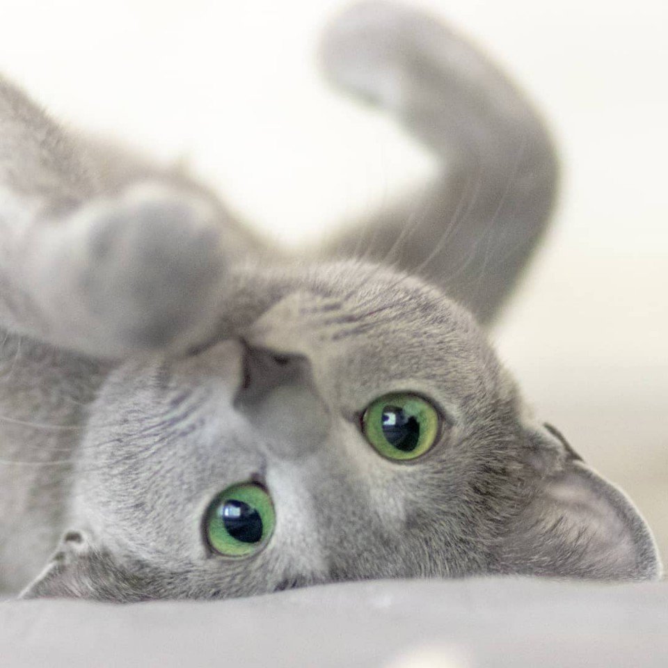 Пора создать закон, по которому нельзя быть такой лапочкой - 5