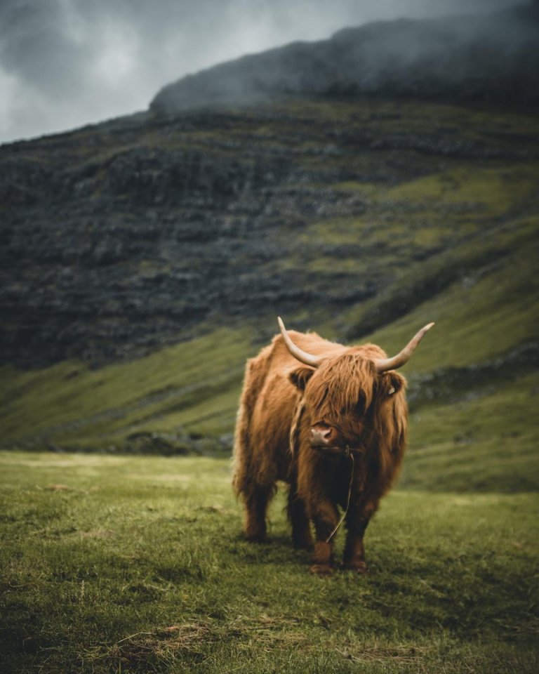 Изумрудные пейзажи Фарерских островов  - 5