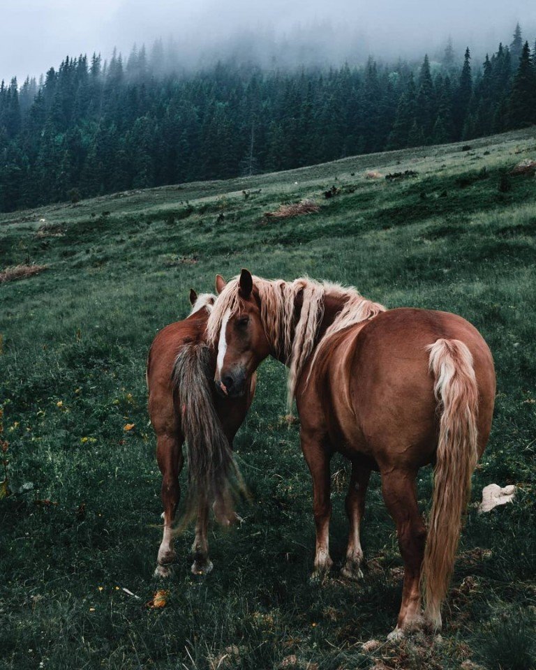 Великолепные Карпаты - 7
