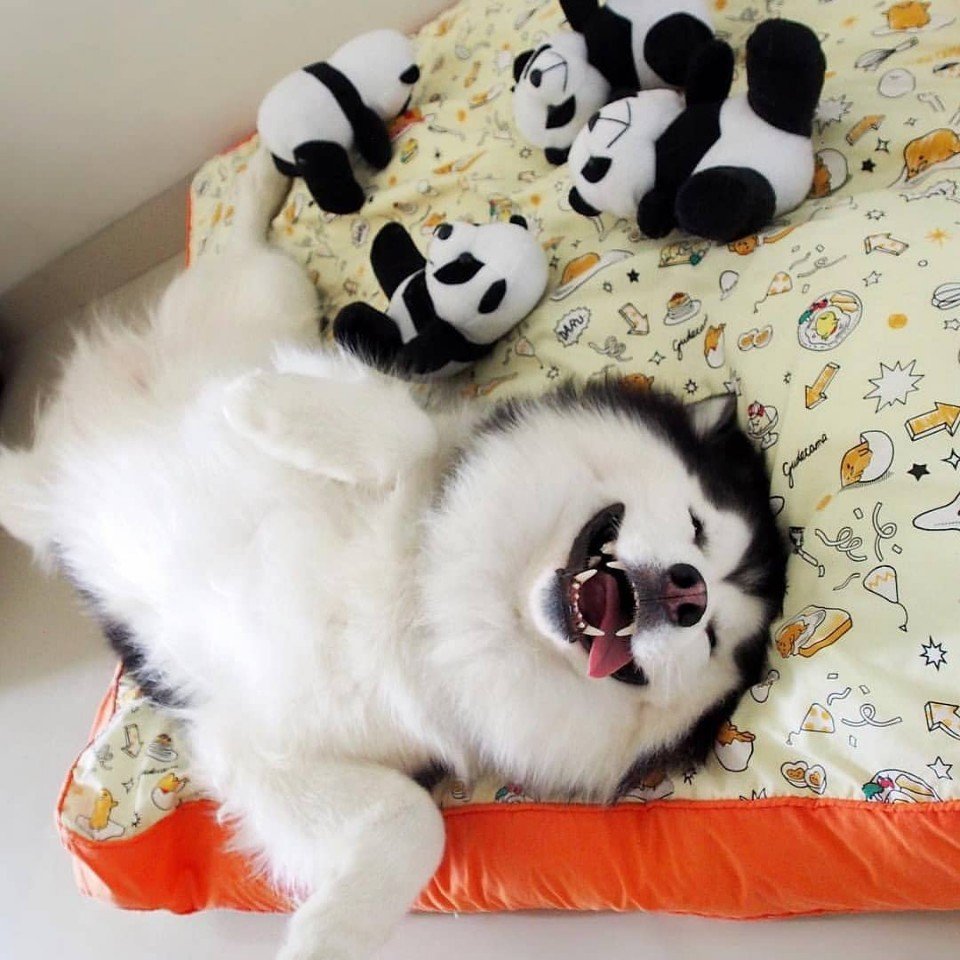 Хаскі - найприкольніші песики - 6