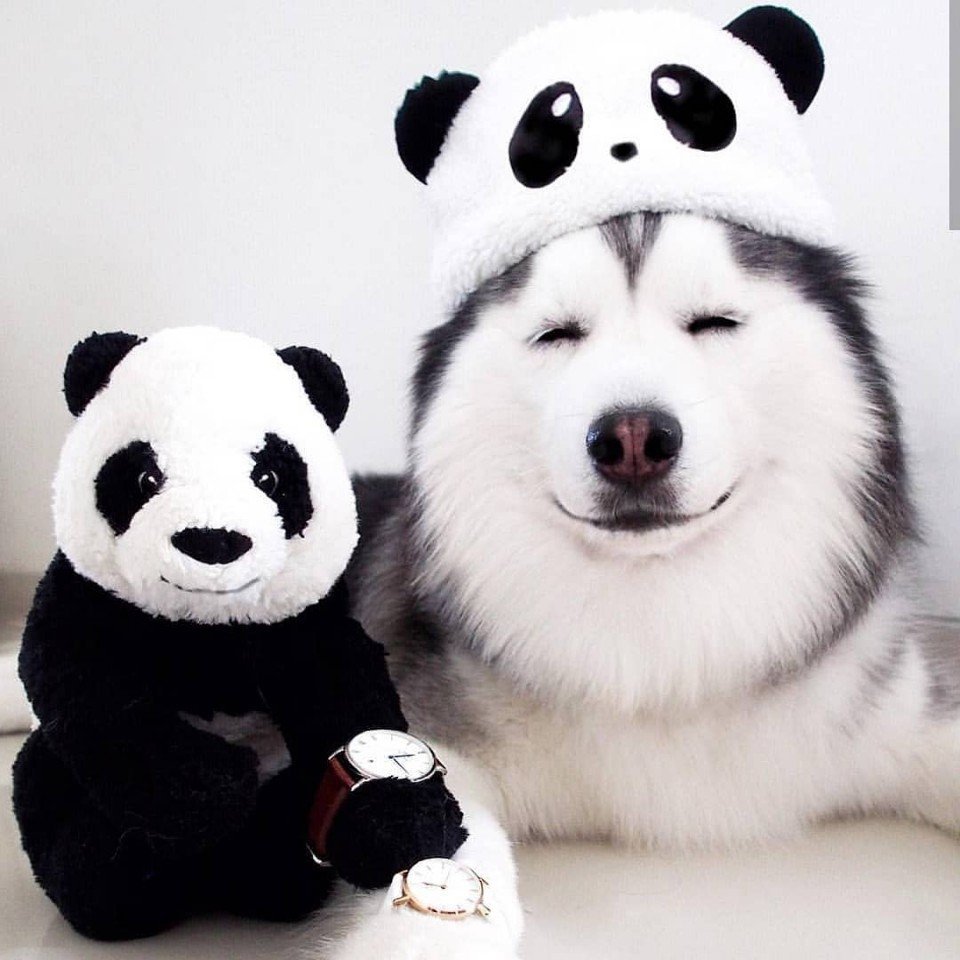 Хаскі - найприкольніші песики - 8