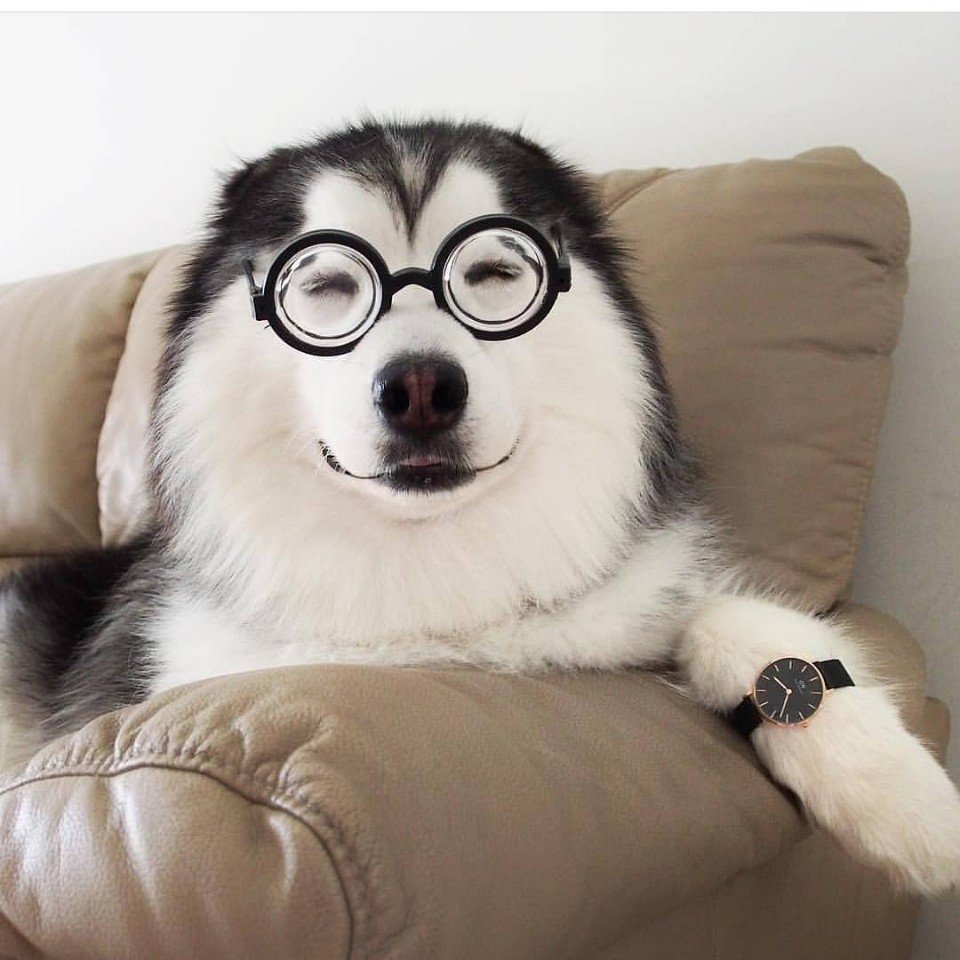 Хаскі - найприкольніші песики - 5