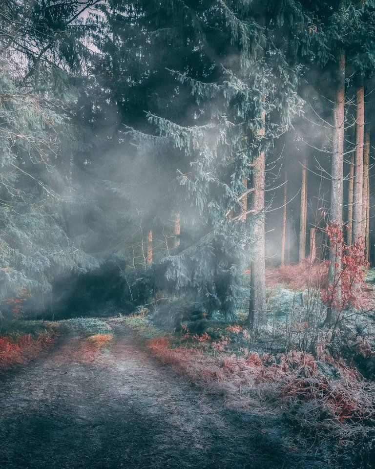 Таинственный шведский лес