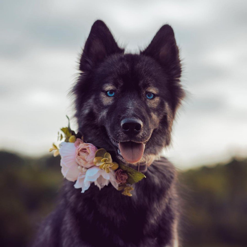 Сибирские хаски - настоящие красавцы! - 6