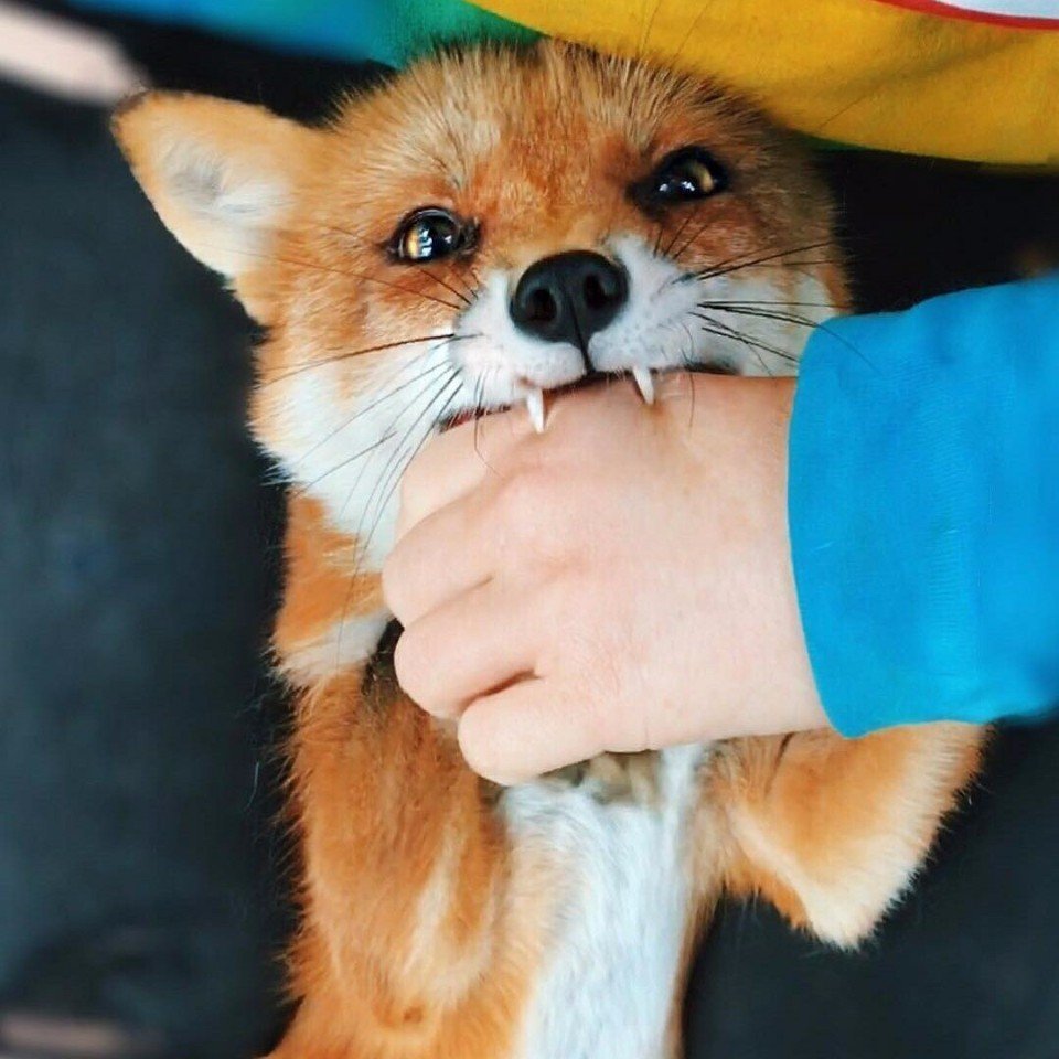 Фыр-фыр вам в ленту! - 7