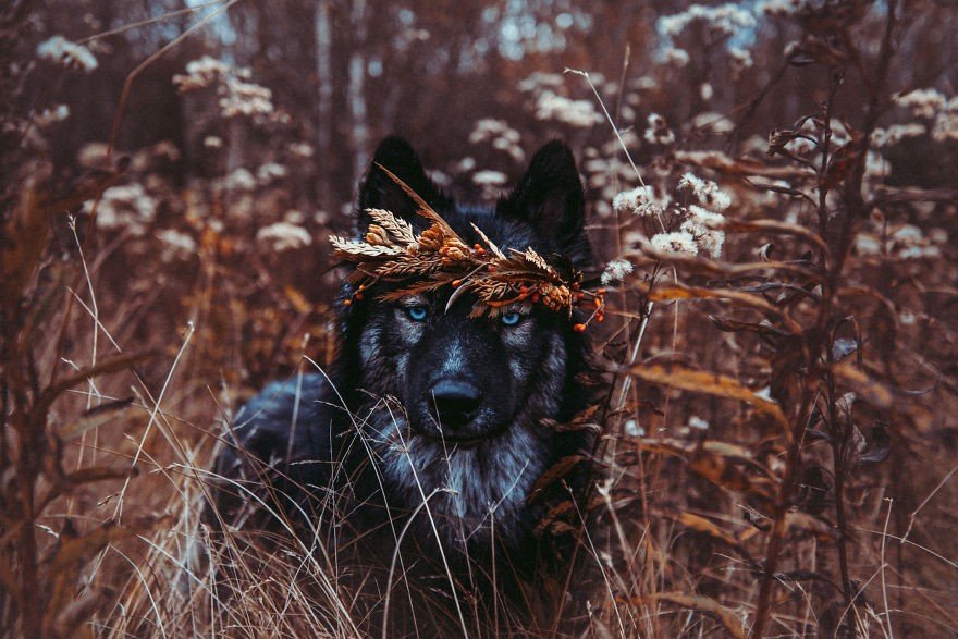 Сибирские хаски - настоящие красавцы! - 7