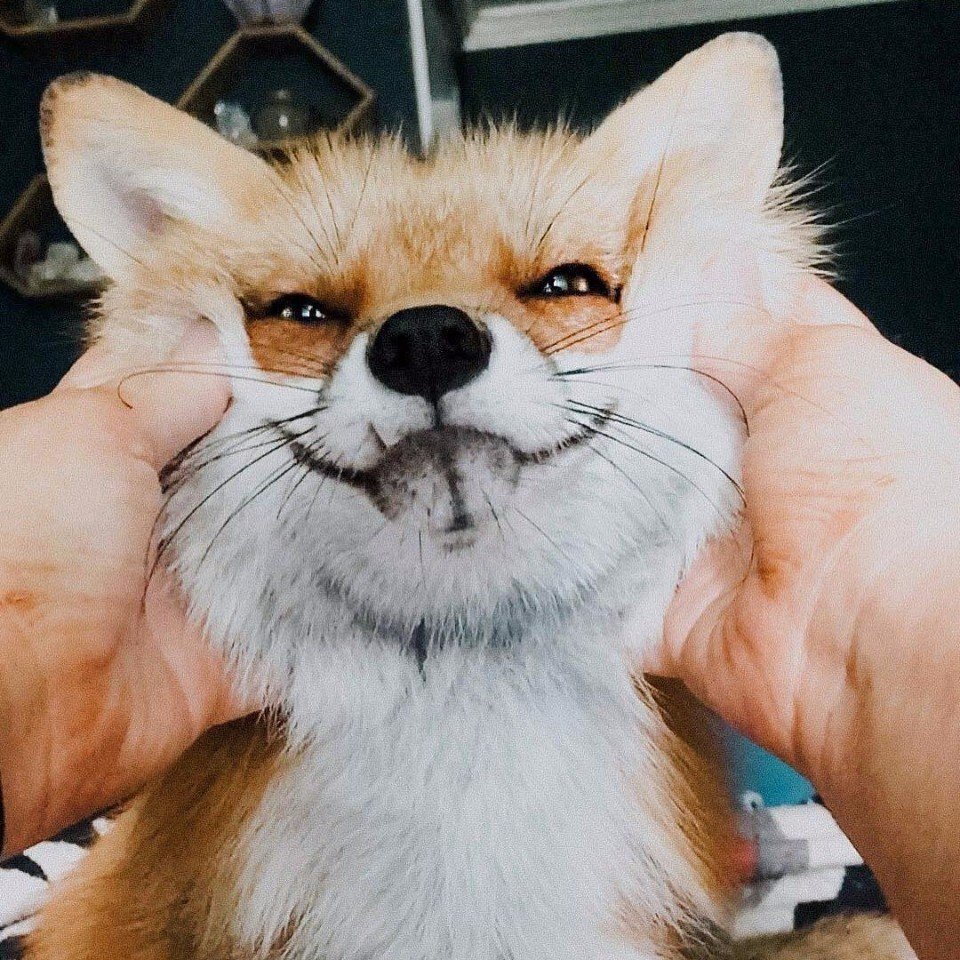 Фыр-фыр вам в ленту! - 8