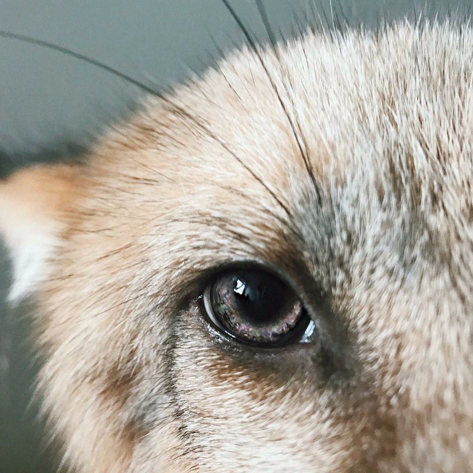 Фыр-фыр вам в ленту! - 5