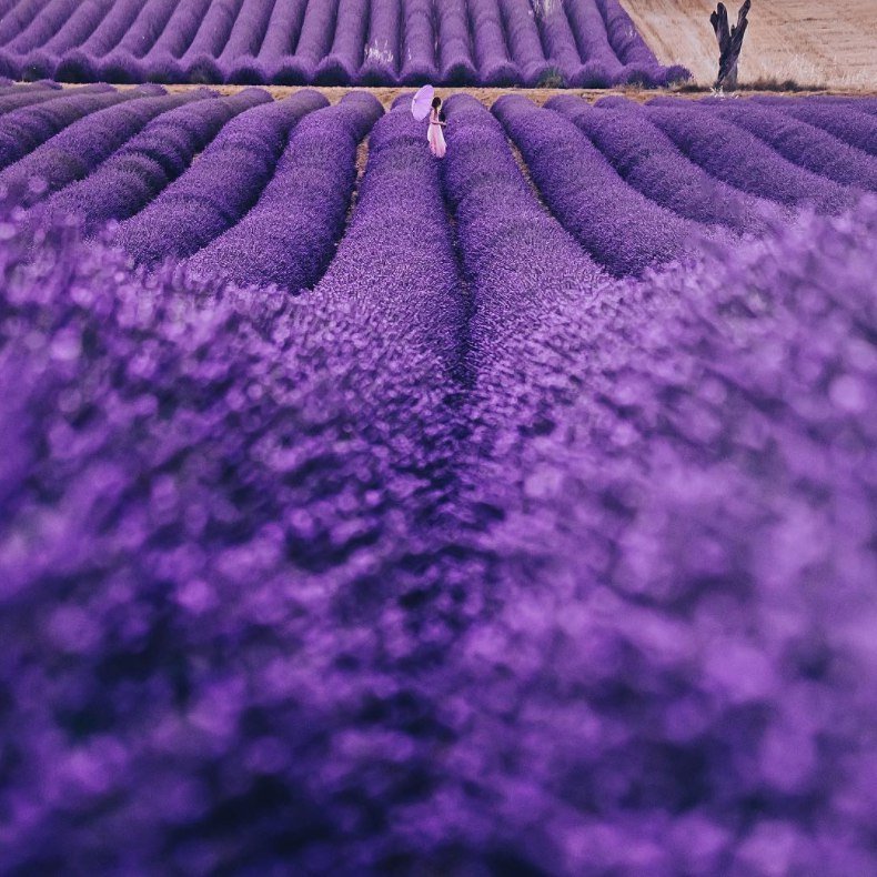Лавандовый Прованс - 5
