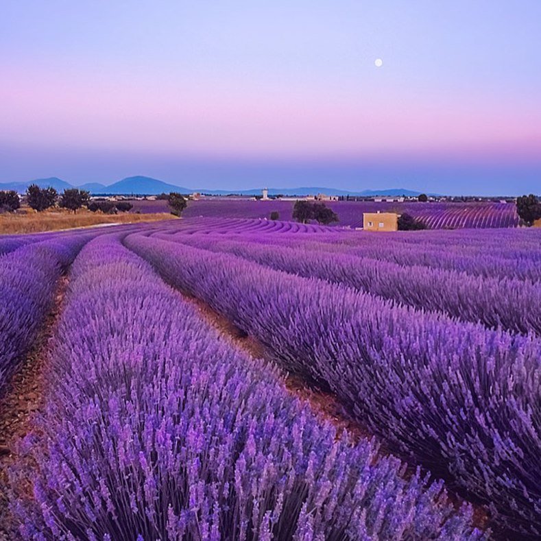 Лавандовый Прованс - 7