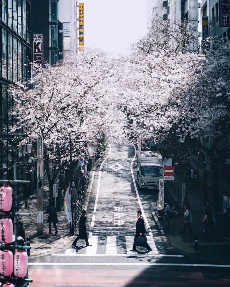 Цветущая сакура на улицах Японии