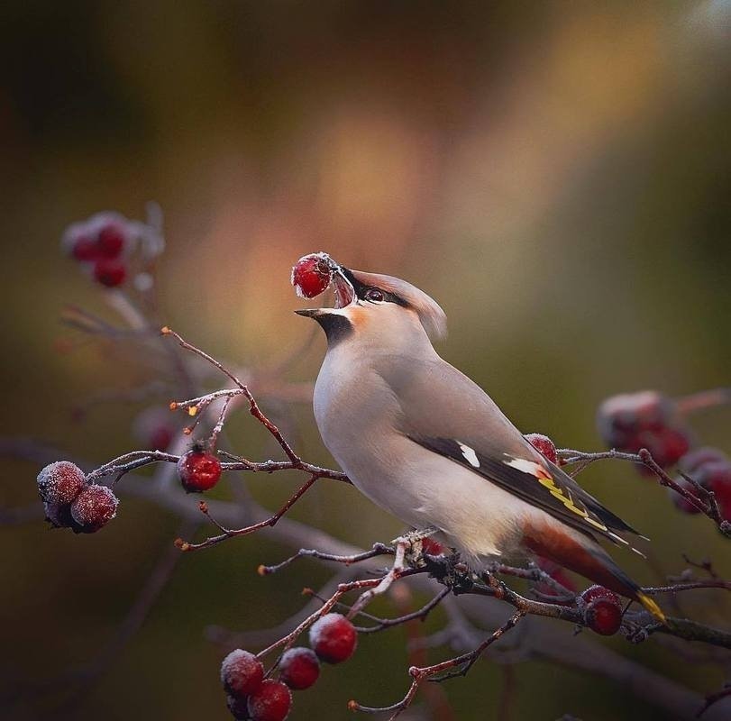 Хранители леса - 8