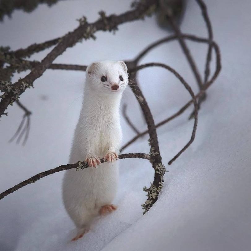 Хранители леса - 9