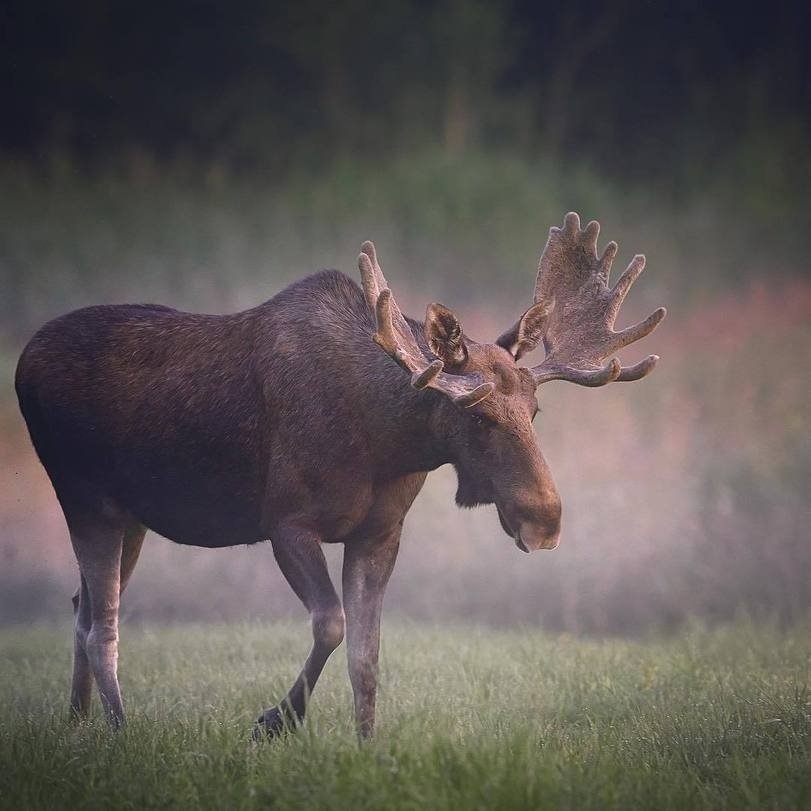 Хранители леса - 7