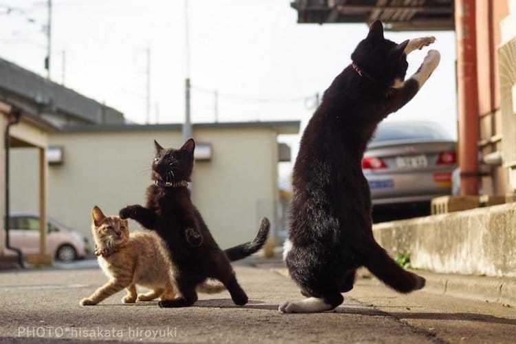 Эпичные драки японских ниндзя-котов - 9