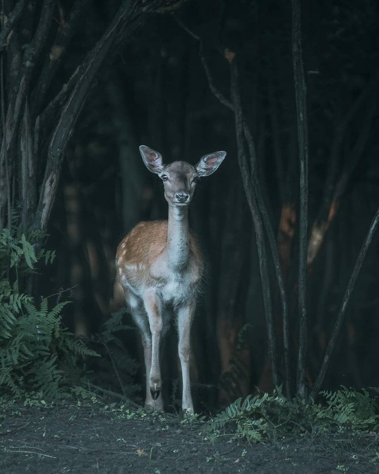 В хорватских лесах - 9