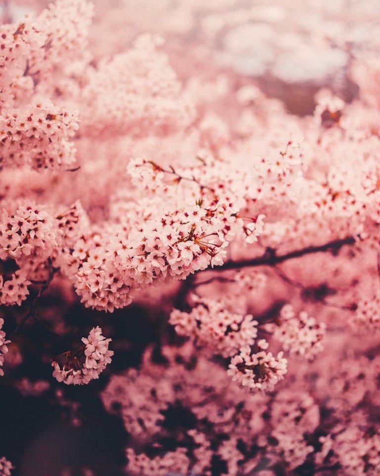 Токио - это гармоничное сочетание футуризма и традиций в обрамлении цветущей сакуры - 5